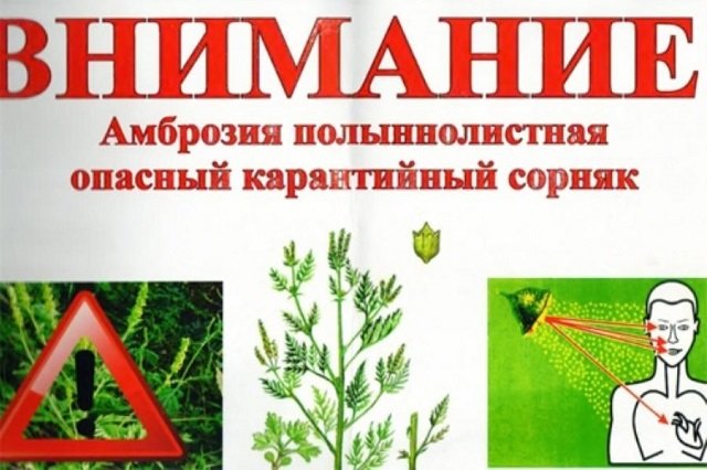 ��������: ��������